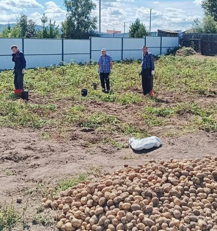пойдем копать картошку!